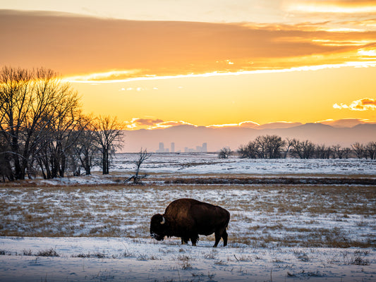 Bison In The Snow
