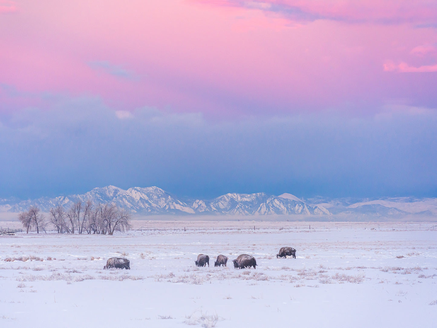 Bison At Sunrise