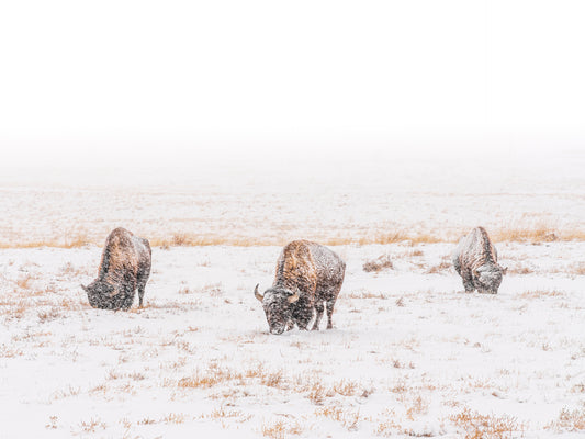 Bison In A Snowstorm